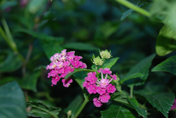 different expressions of natural beauty