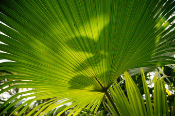 Shadows on Tropical Leaf