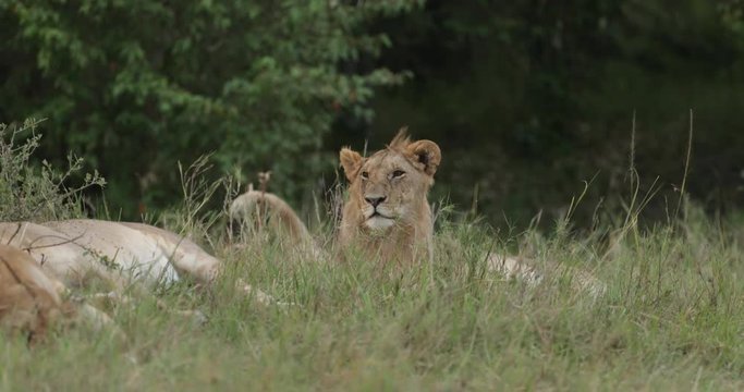 Lions relaxing in the long grass in the Maasai Mara Masai Mara in Kenya, East Africa. 
