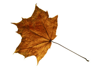 dry autumn maple leaf isolated on white background