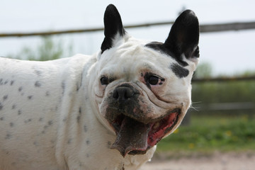 White french bulldog with a mouth full of dirt panting. Portrait of a happy dog, close.