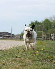 Fototapeta premium White french bulldog running towards camera with a stone in mouth. Playful and happy dog.