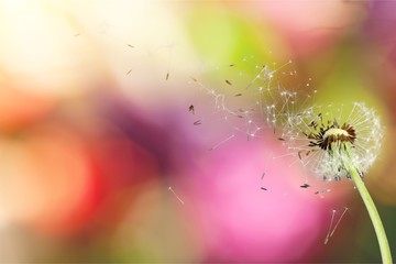 Dandelion with blowing seeds, on  background