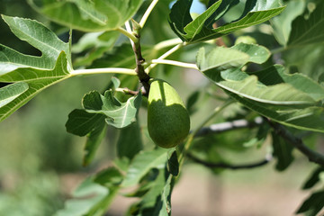 Fig fruit on a branch in the garden