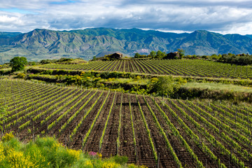 Fototapeta na wymiar Landscape with green vineyards in Etna volcano region with mineral rich soil on Sicily, Italy