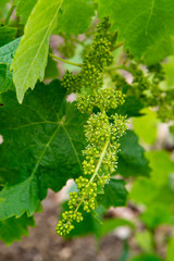 Young green unripe grape vines in vineyard close up