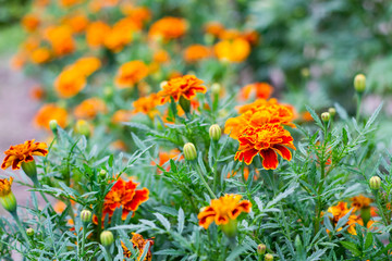 Marigold flower blossom in garden. Head of orange and yellow marigold plant, close up