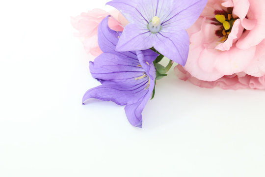 551 件の最適な トルコ桔梗 画像 ストック写真 ベクター Adobe Stock