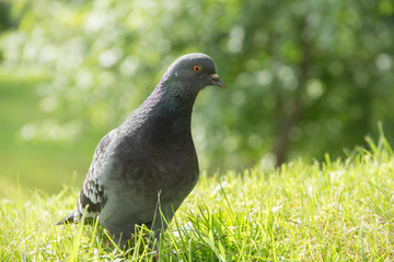 pigeon