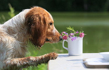 Portrait of a Russian Hunting Spaniel dog that smells wild flowers in a cup in nature