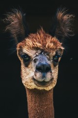 Portrait eines Alpakas mit Charakter © Charly Blende