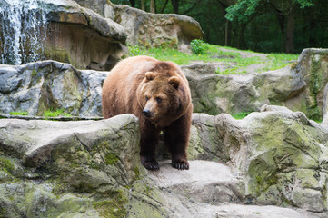 Wild animal life. Wild animal in natural environment. Wild bear species. Large brown bear in wild life