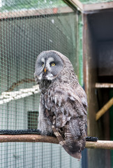 A fierce predator. A bird of prey or raptor perched in zoo cage. Prey bird of typical owl family...