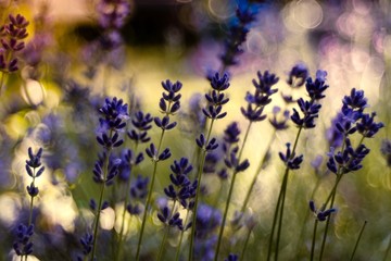 lawendowy ogród © Henryk Niestrój