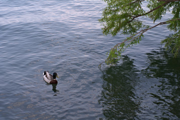 duck in water, duck, river, wildlife, pond, birds, animal,summer,