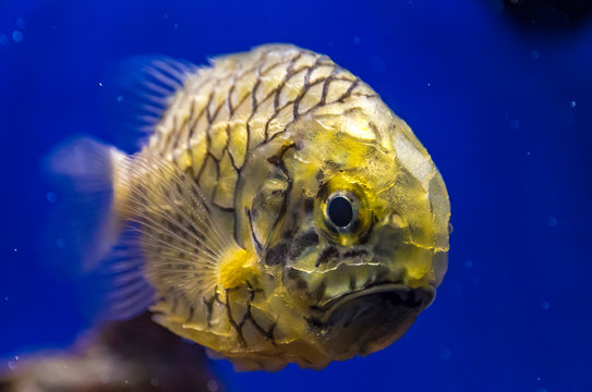 Pineapplefish (Cleidopus gloriamaris) seen underwater. It is also known as Knightfish, Coat-of-mail fish or Pine Cone fish. Is a species of fish in the family Monocentridae