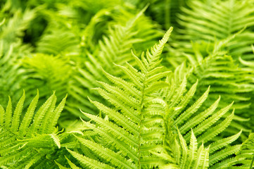 Greenery bring happiness. Fern growing outdoor. Fern bed in woods. Green fern tree in spring or summer. Fern leaves on natural background