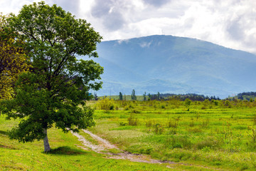 Image of a beautiful alone tree with big crown in spring and dirt road in mountains with clouds on background