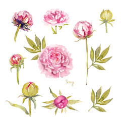Peony Sarah Bernhardt. Isolated set of vivid pink peonies with double flowers, buds and leaves. Watercolor illustration. © Tatiana
