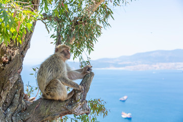 Naklejka premium The Barbary Macaque monkeys of Gibraltar. The only wild monkey population on the European Continent