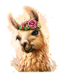 Lama/Alpaca. Sticker on the wall in the form of a color, artistic portrait of a lama on a white background with splashes of watercolor.