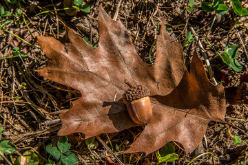 Acorn and leaf laying on the ground