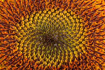 Sunflower closeup of the center of the flower. Clearly visible seed germs