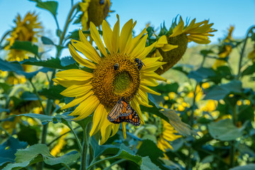 Sunflower with pollinators a butterfly and bees