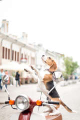 Beagle dog on a scooter on a city street © kazalina