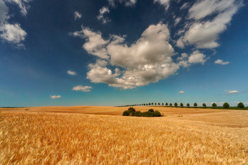 Field of ripening grain, Germany around Pasewalk