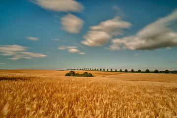 Fototapeta premium Field of ripening grain, Germany around Pasewalk