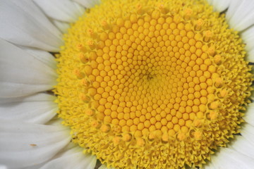 Variety of colorful flowers