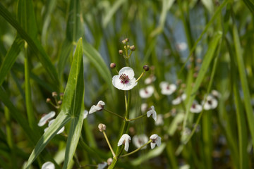 swamp flowers