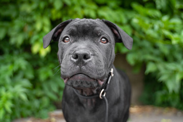 portrait puppy of black staffordshire bull terrier on the background of green trees in the park