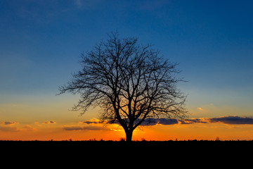 Sunset behind the lonely tree in the endless sea of agricultural plants