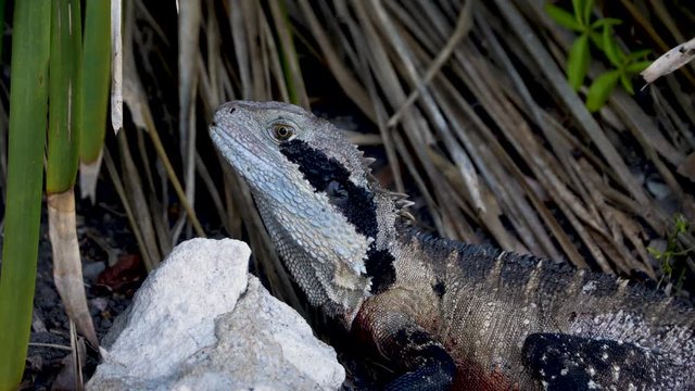 Eastern Water Dragon stationary in the long grass.