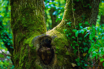 Surreal fairytale fine art spooky fantasy color outdoor image of old tree, covered with moss, foliage, magic mysterious or fairy tale forest. Fantastic realism in nature