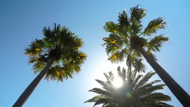 Palm trees against a blue summer sky. Point of view shot.
