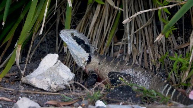 Eastern Water Dragon stationary in the long grass. CLOSE UP