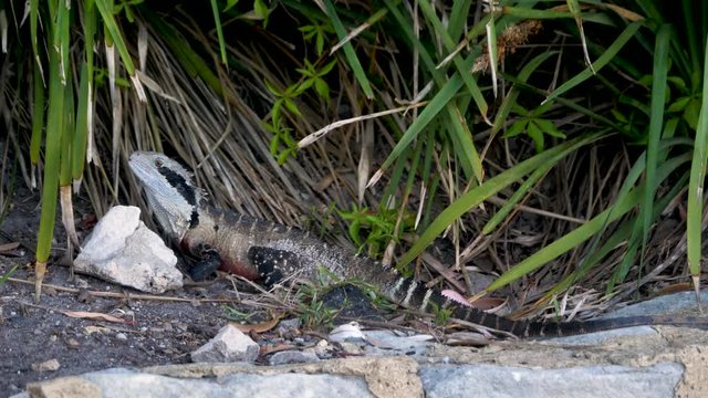 Eastern Water Dragon stationary in the long grass.