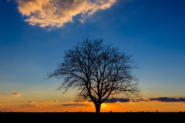 Fototapeta na wymiar Sunset behind a lonely tree in the agricultural fields