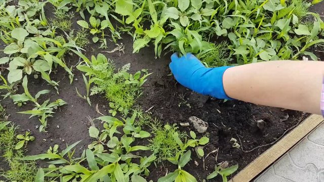 Female Gardening Weeding Weed Plants Grass In Vegetable Beds Of Onion Close Up