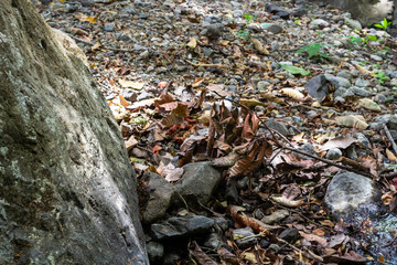 Nature, Guanacaste, Costa Rica.