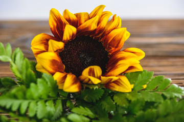 bright sunflower and green fern leaves on wooden surface