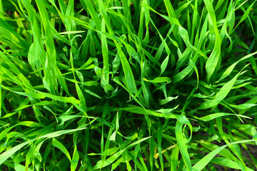 Green stalks of common oats (Avena sativa) on the field. Natural background. Green background of grass.