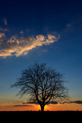 Sunset behind a lonely tree in the agricultural fields of Vojvodina