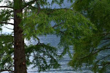 tree in water,landscape, green, summer,tree, nature, water, leaves,, ,