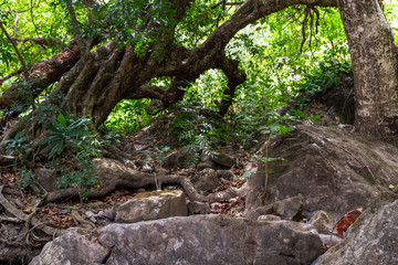 Nature, Guanacaste, Costa Rica.