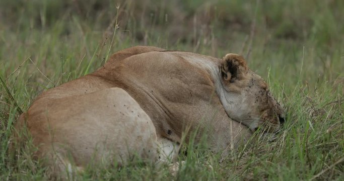 Lions relaxing in the long grass in the Maasai Mara Masai Mara in Kenya, East Africa. 