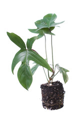 Philodendron pedatum (syn. P. quercifolium) or Oak Leaf Philodendron isolated on white background